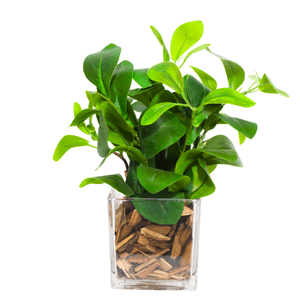 ARRANJO DE FOLHAGEM 20CM