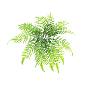 BOUQUET SAMAMBAIA X18 55CM
