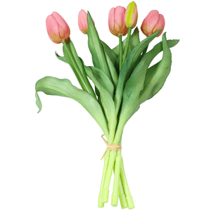 TULIPA X5 30CM