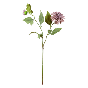 Dalia X2 65Cm