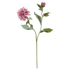 Dalia X2 65Cm