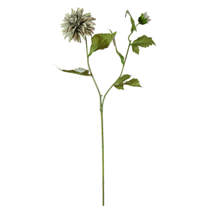 Dalia X2 65Cm