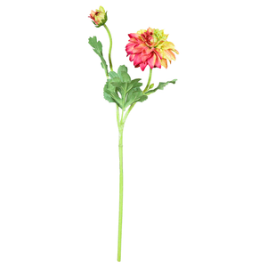 Dalia X2 54Cm