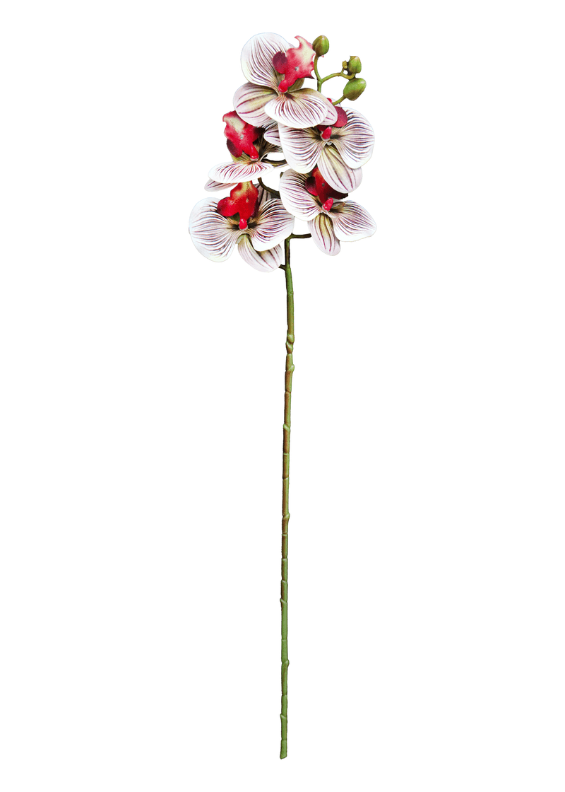 13064.png