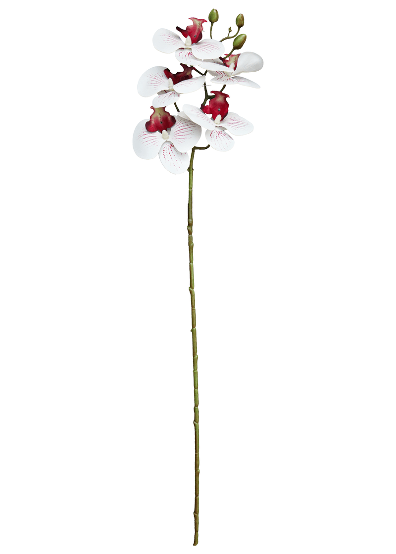 13066.png