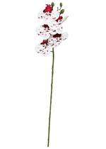 13068.png