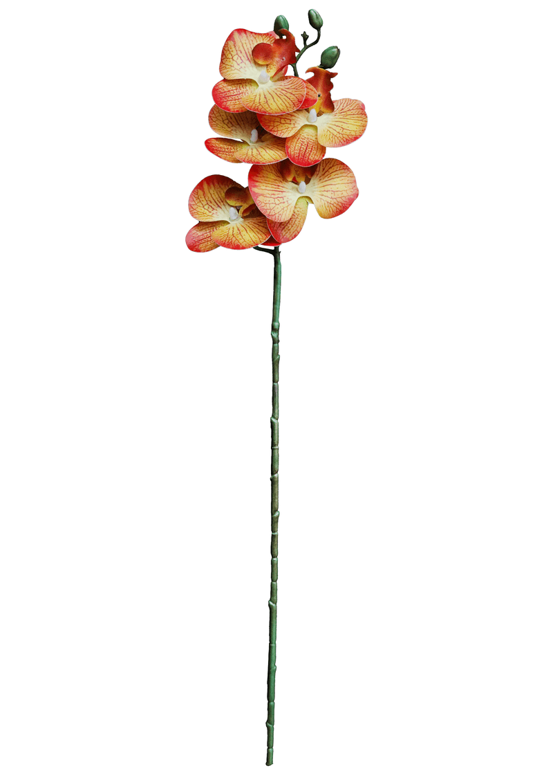 13069.png