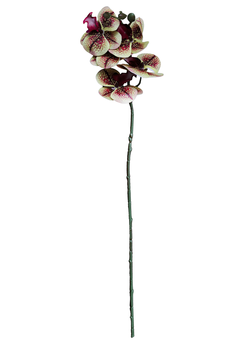 13070.png