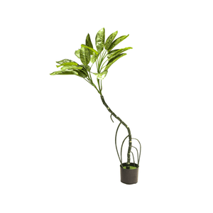 EPIPREMNUM AUREUM TREE