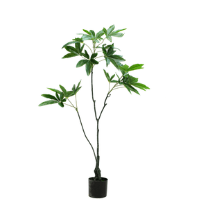 PACHIRA TREE