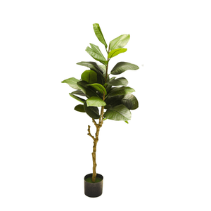 FICUS ELASTICA TREE