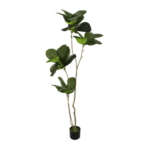 FICUS ELASTICA TREE