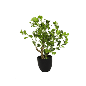 FICUS MICROCARPA TREE