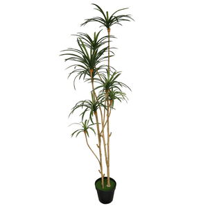 DRACENA