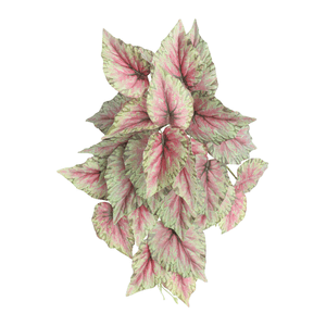 BEGÔNIA 45CM 29F