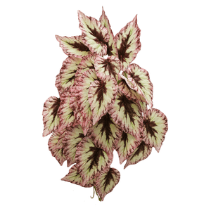 BEGÔNIA 45CM 29F