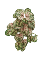 12012.png