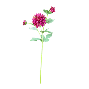 Dalia X3 61Cm