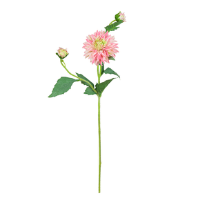 Dalia X3 61Cm