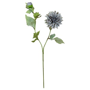 Dalia X2 65Cm