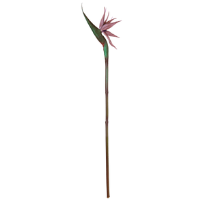 ESTRELITZIA 84CM