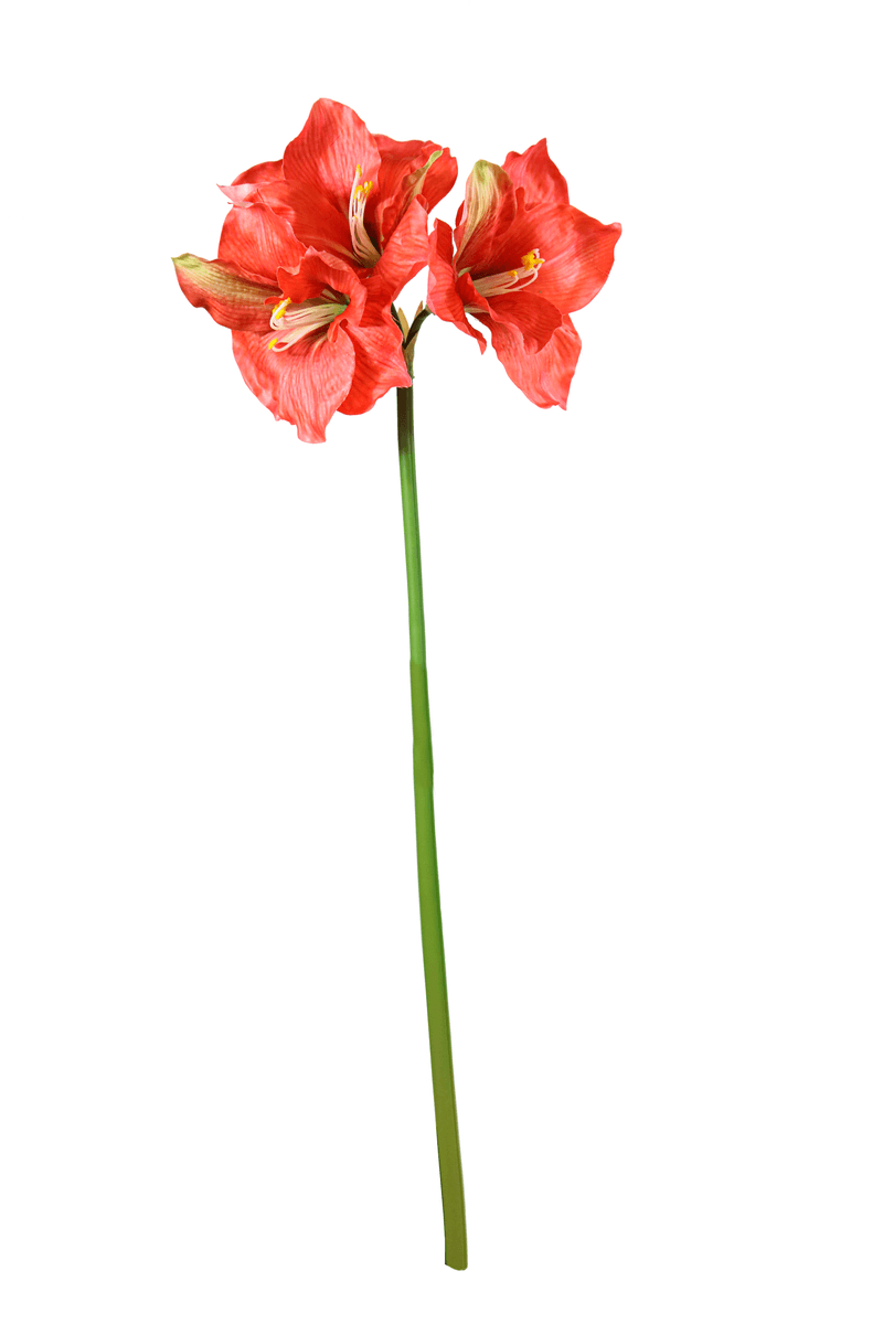 11356.png