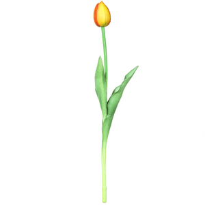 Tulipa Unitaria 41Cm
