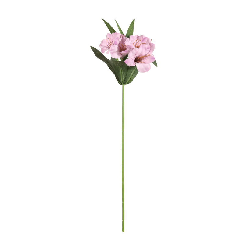 11556